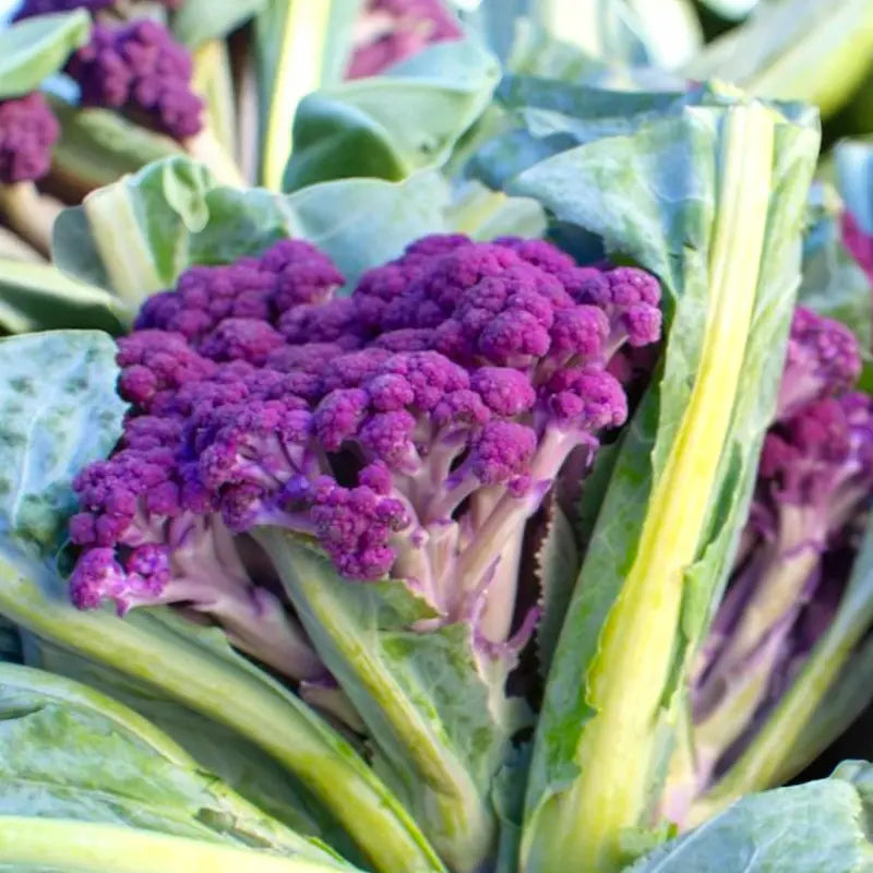 Murasaki Fioretto 70 Sprouting Cauliflower (F1)