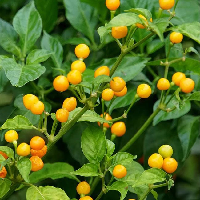 Piment Charapita