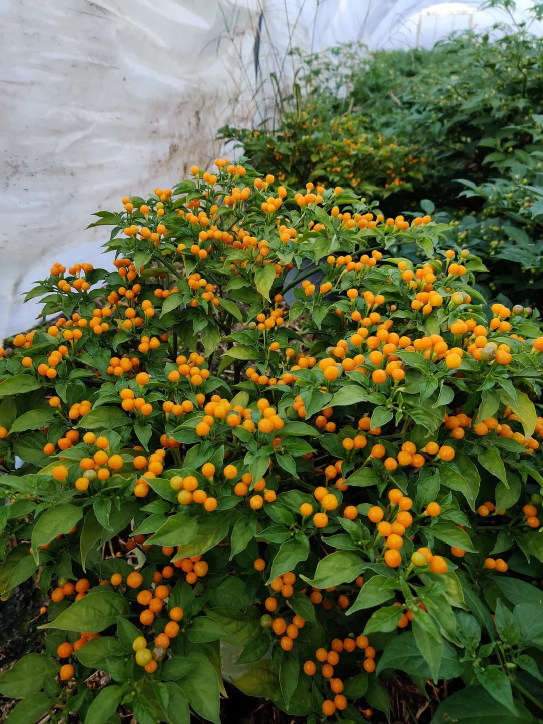 Piment Charapita