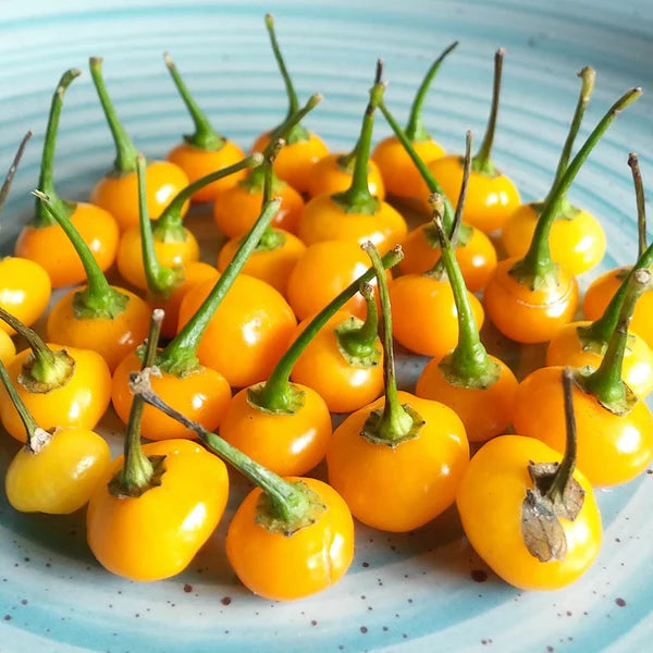 Piment Charapita