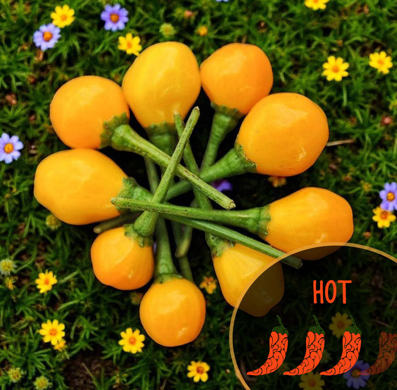 Piment Charapita