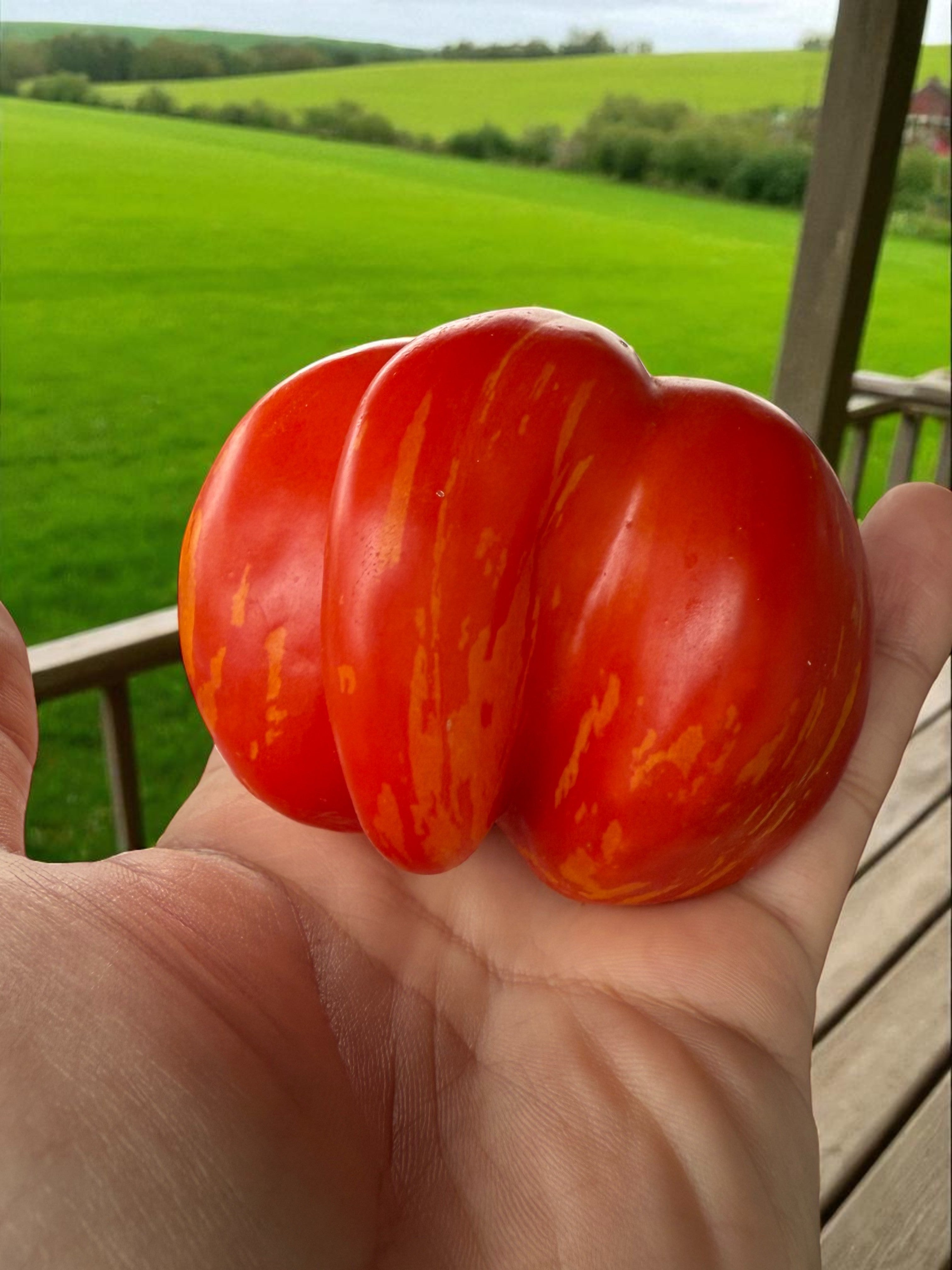 Charlie Chaplin Tomate