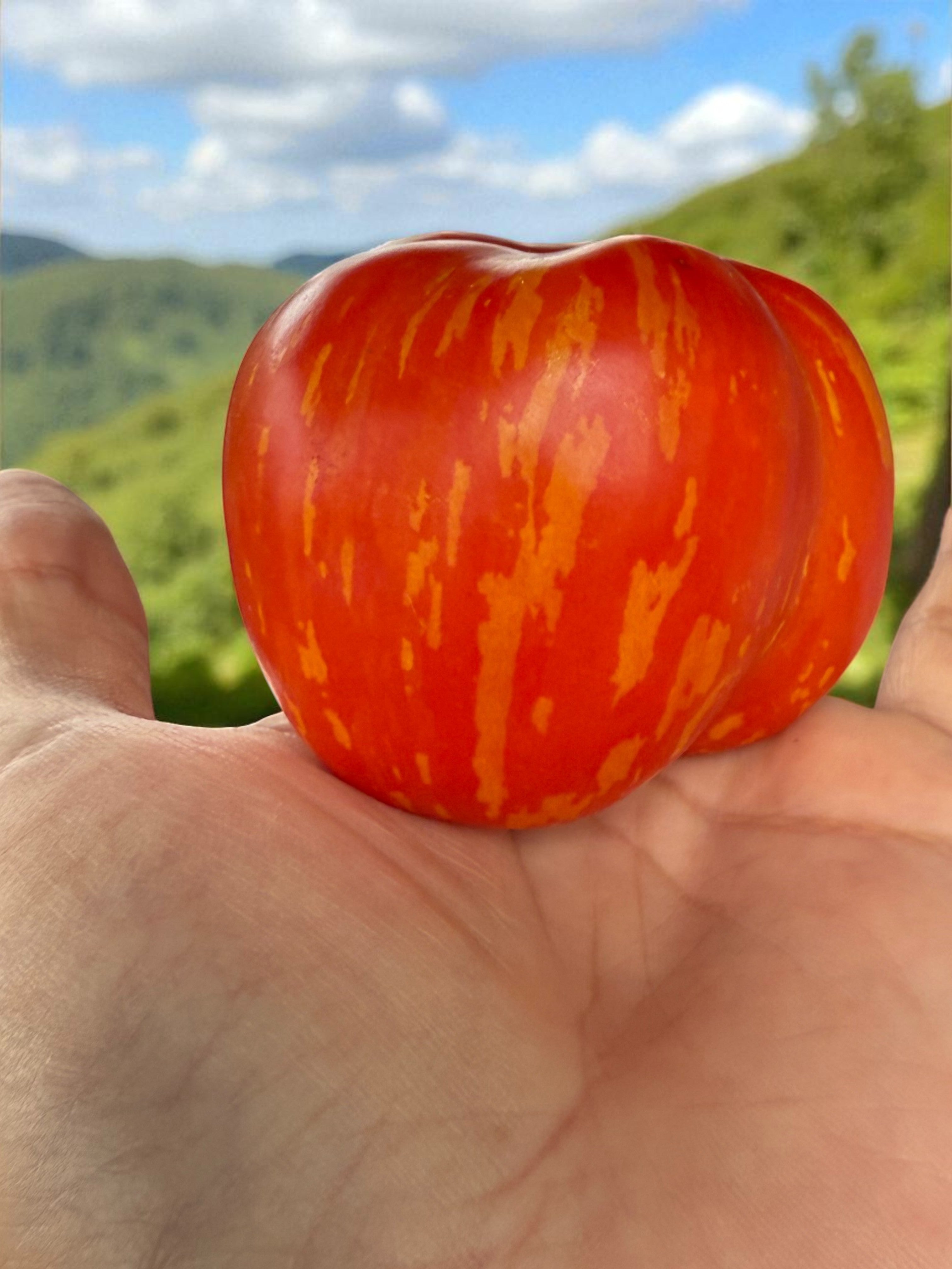 Charlie Chaplin Tomate