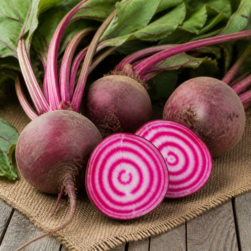 Chioggia Guardsmark Organic beet seeds with pink and white candy stripe beet slices