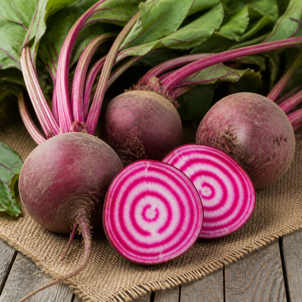 Chioggia Guardsmark Organic beet seeds with pink and white candy stripe beet slices