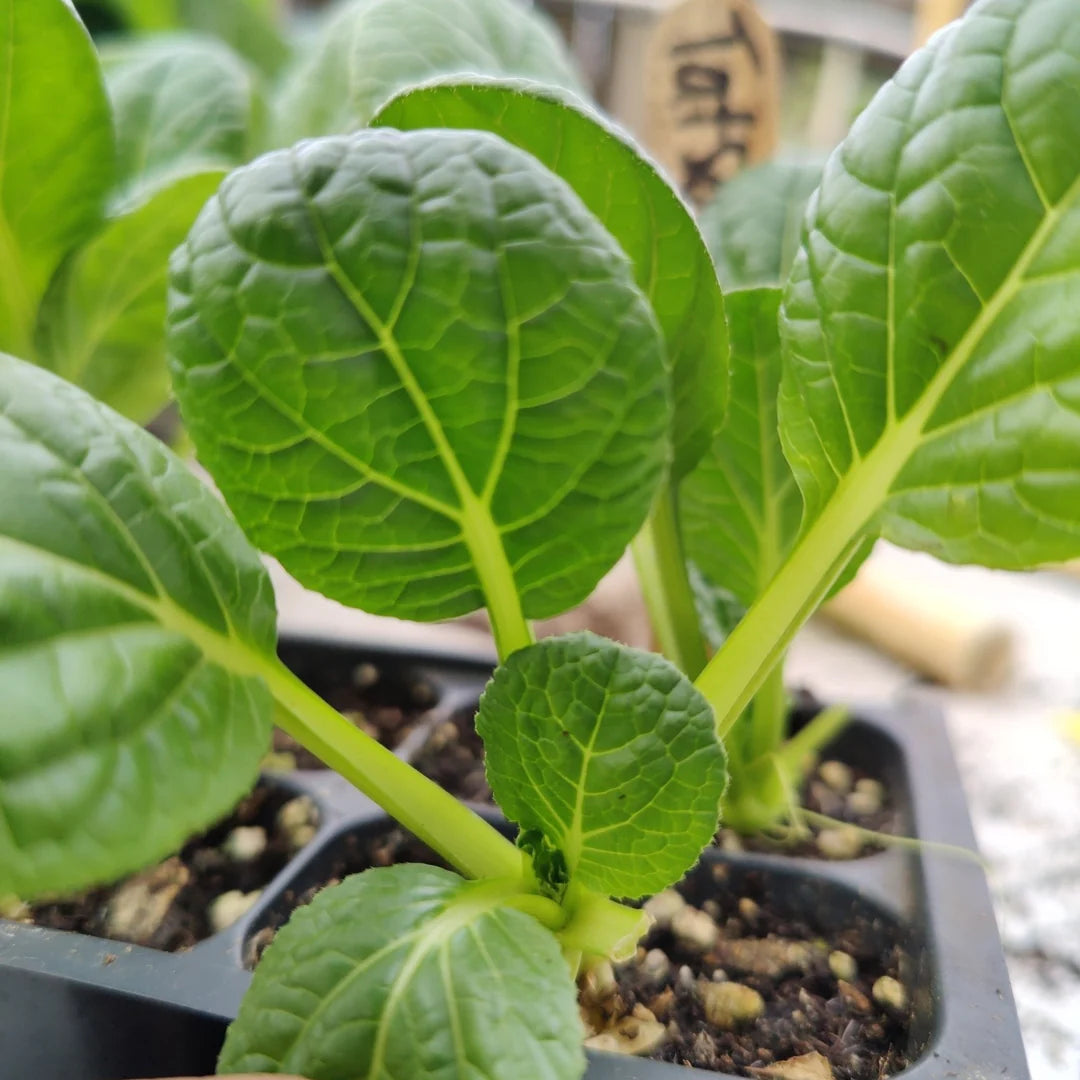 Choho Hybrid