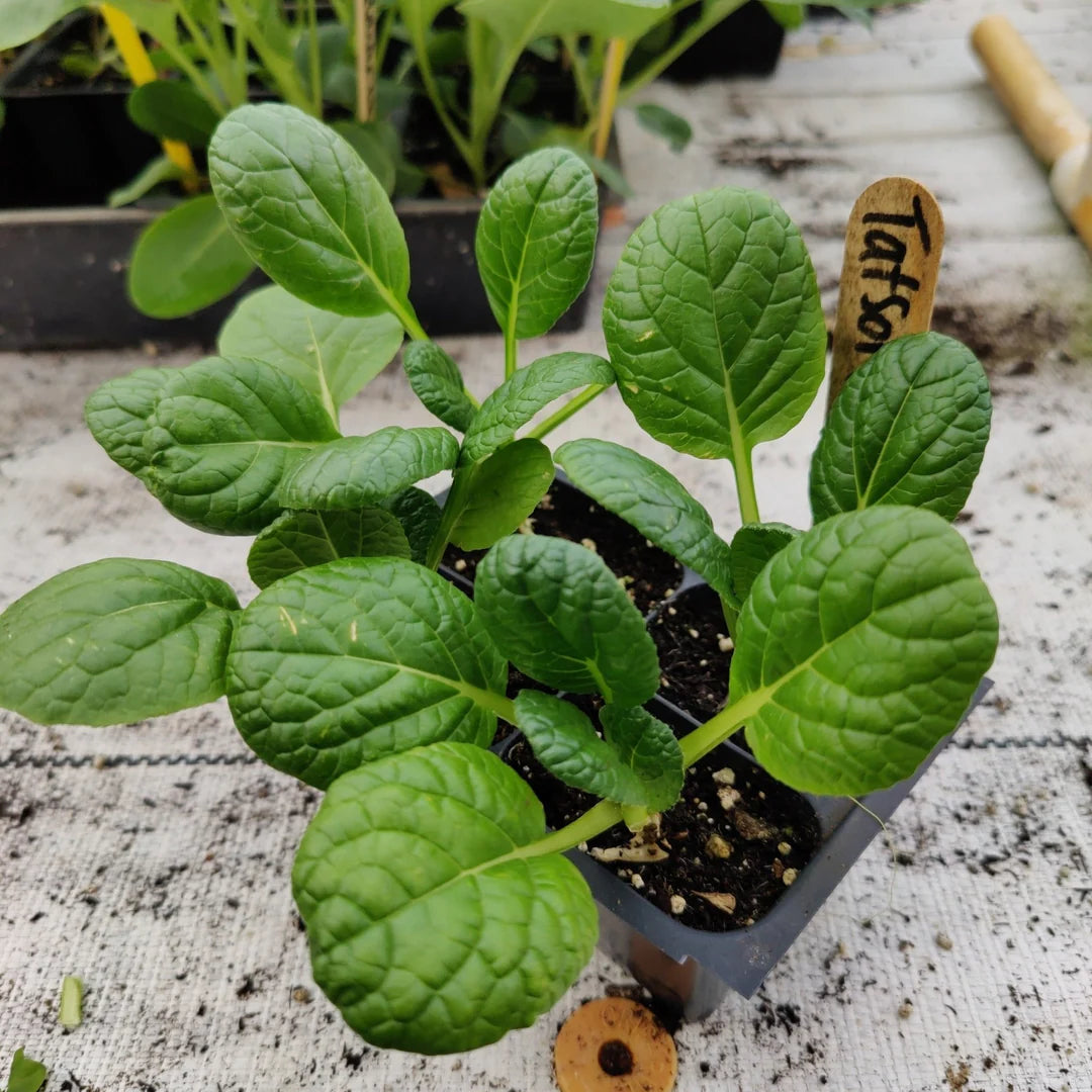 Choho Hybrid