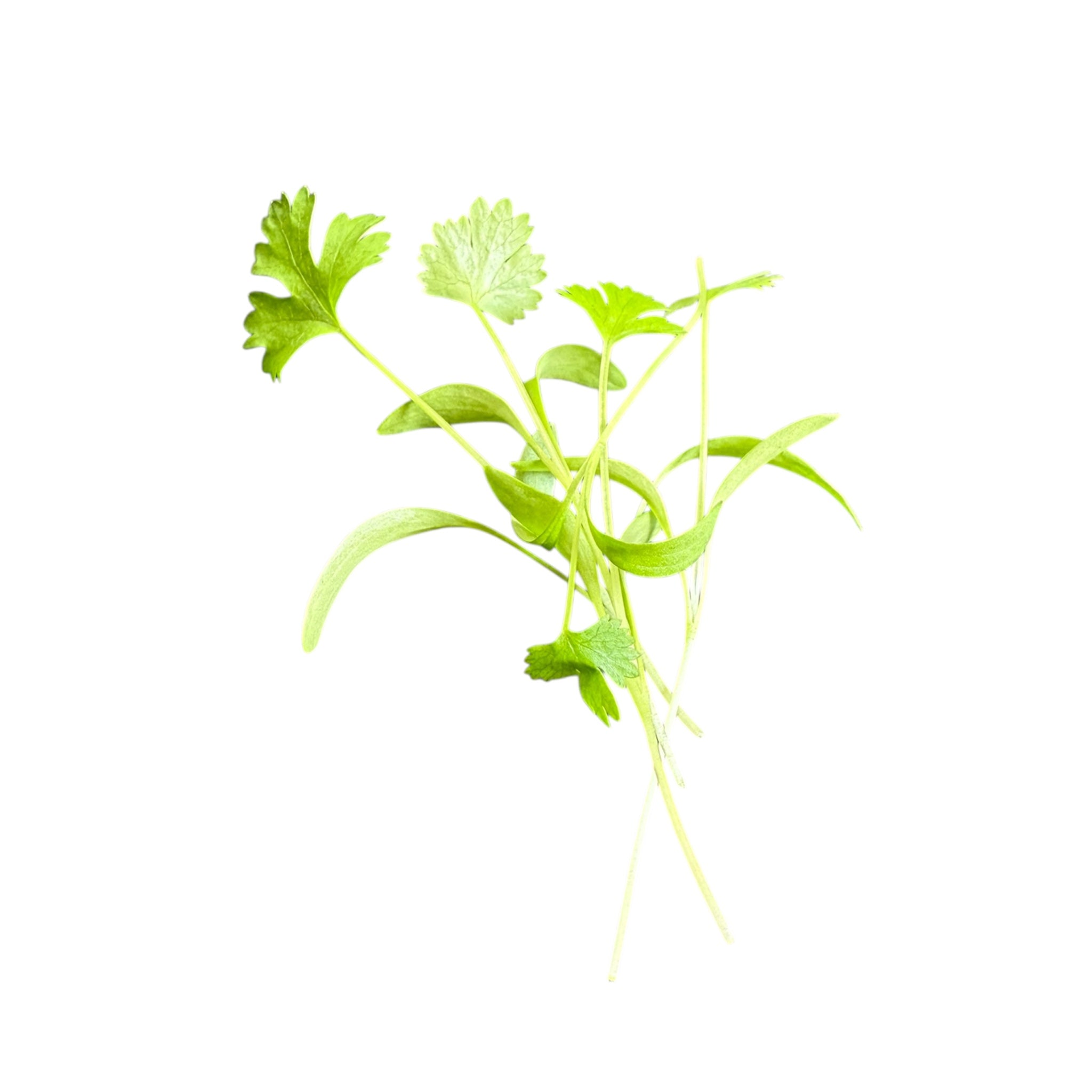 Coriander