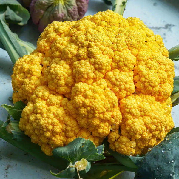 Clementine Cauliflower Seeds - clementine cauliflower culinary seeds