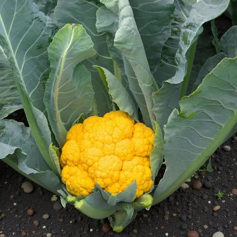 Clementine Cauliflower