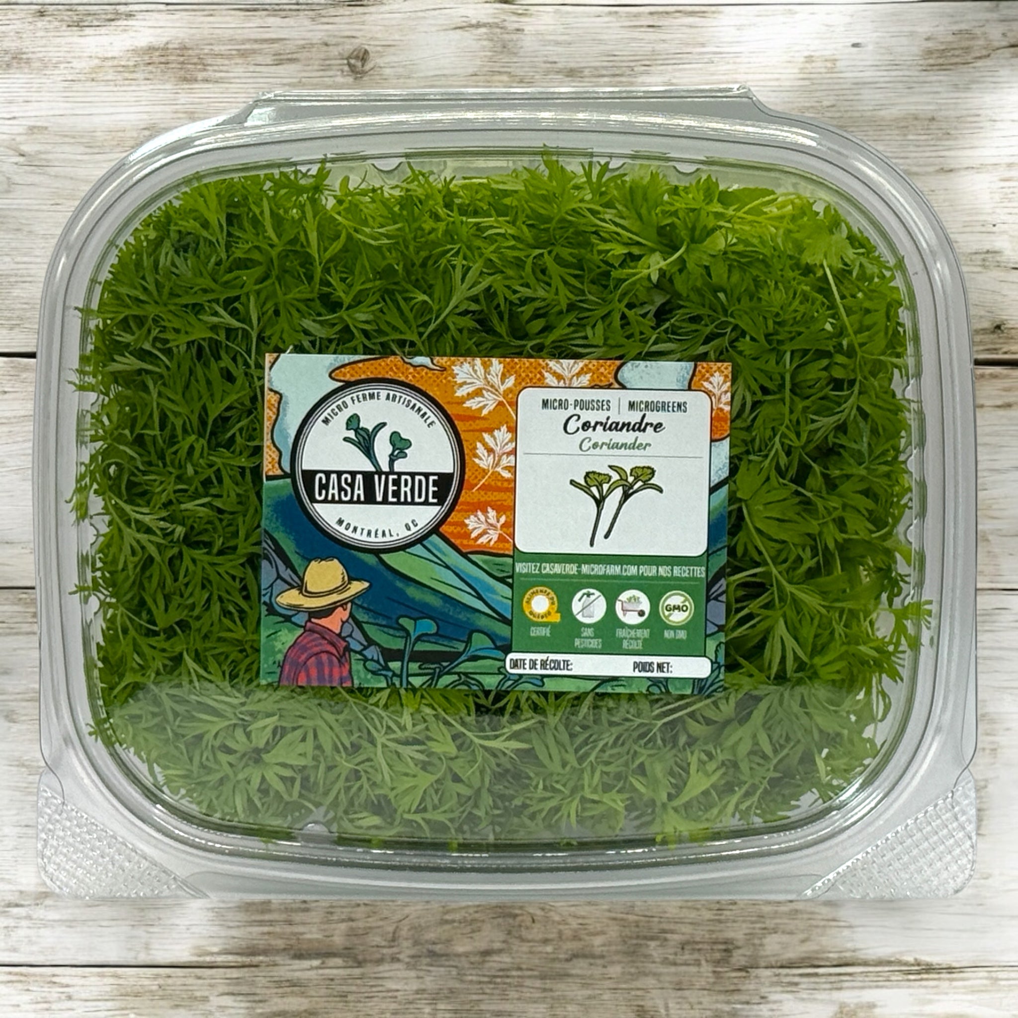 Confetti Coriander