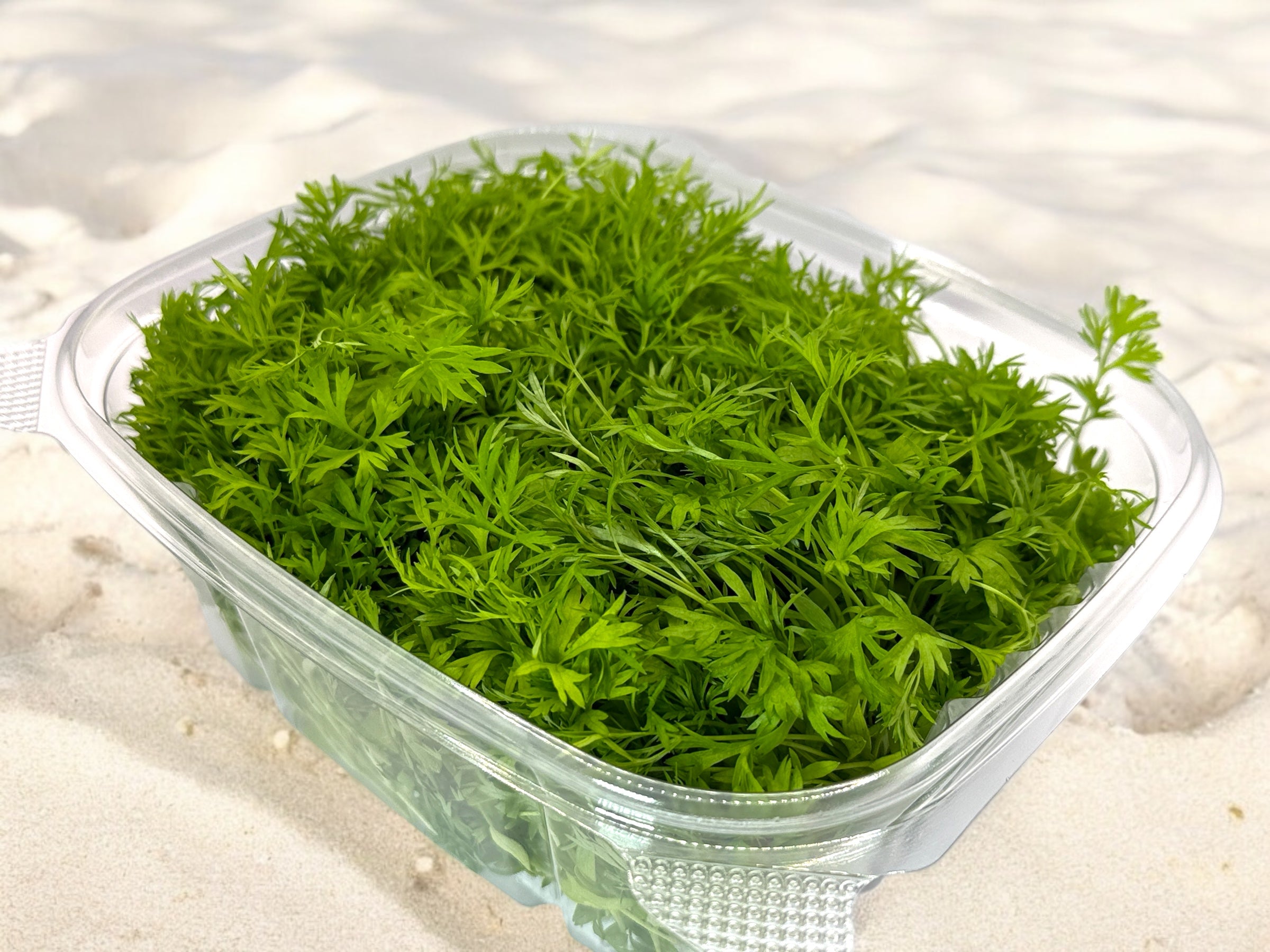 Confetti Coriander
