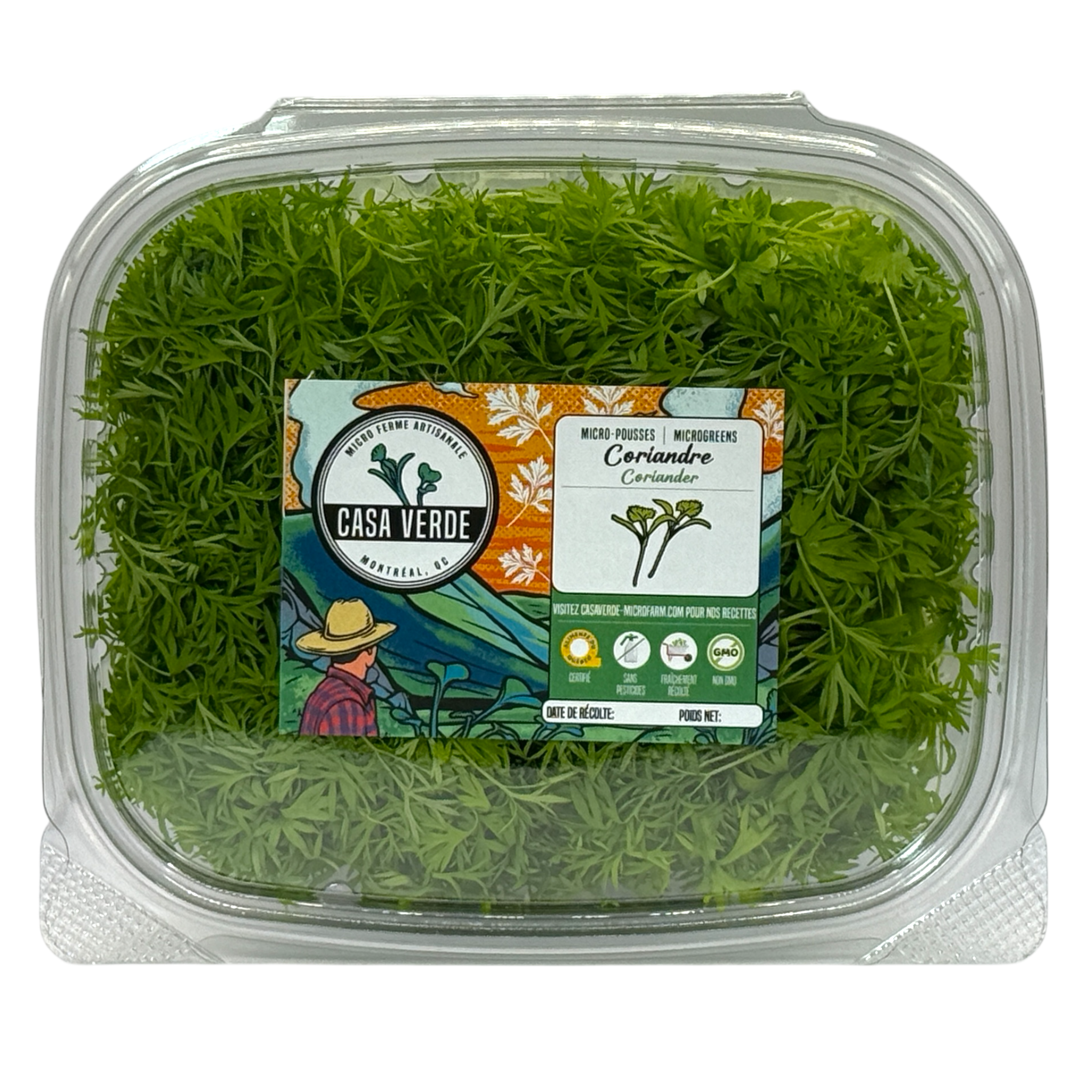Confetti Coriander