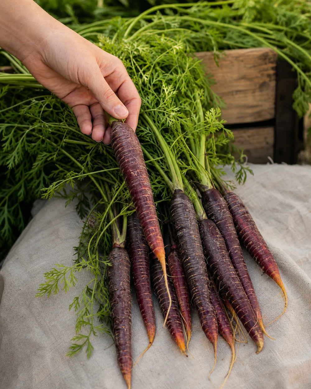Bunched Cosmic Purple carrots with leafy tops at a farmers market