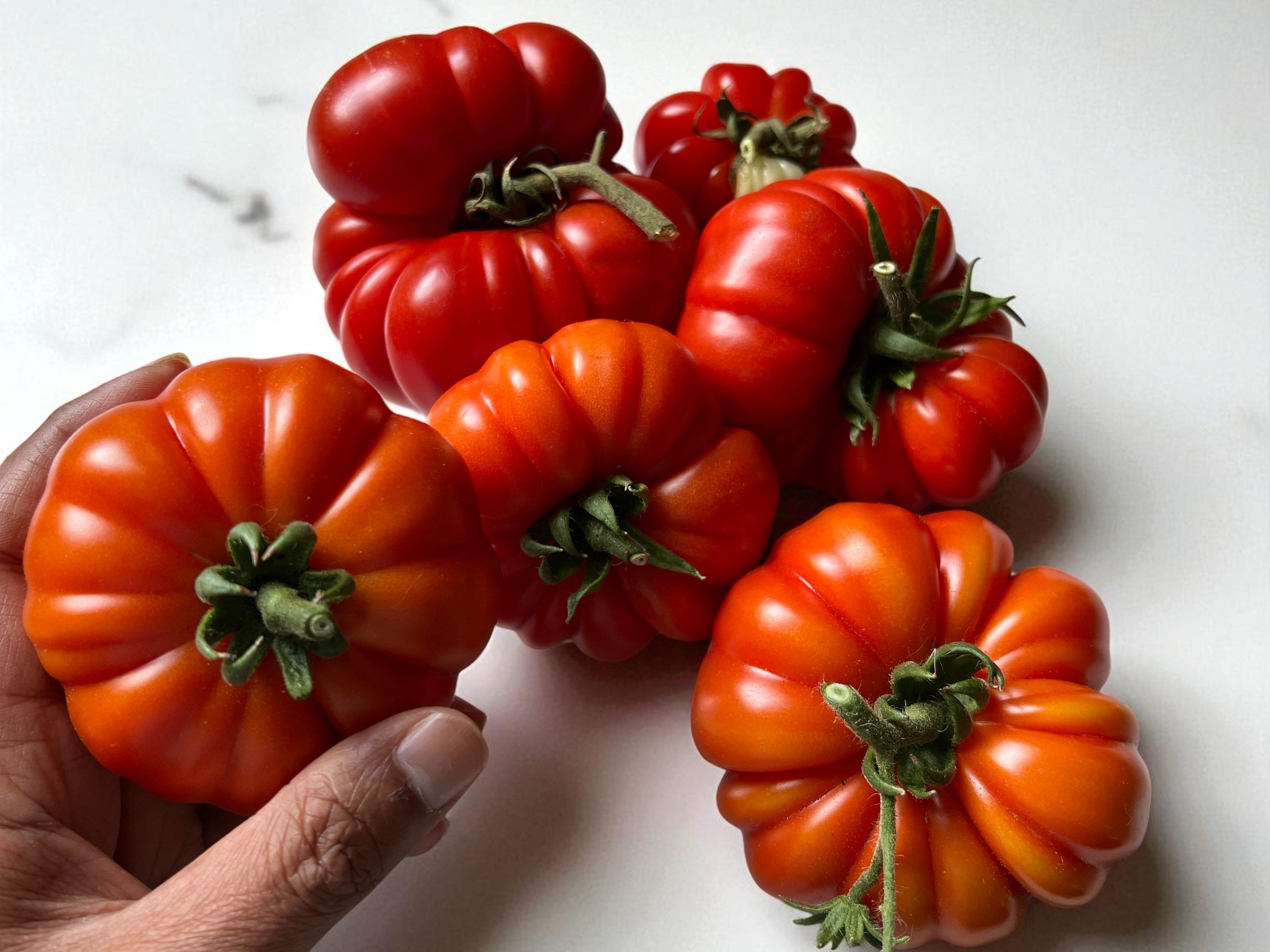 Tomate Costoluto Genovese