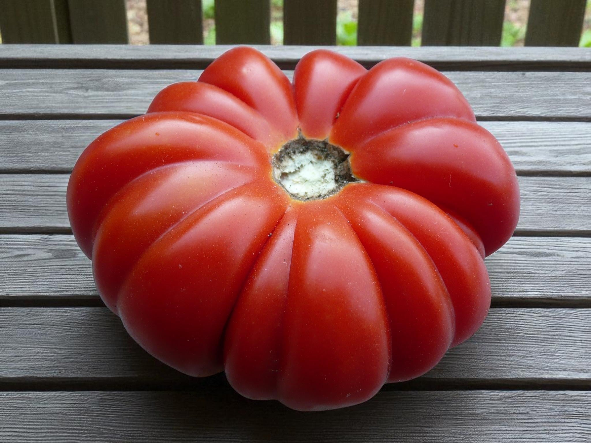 Tomate Costoluto Genovese