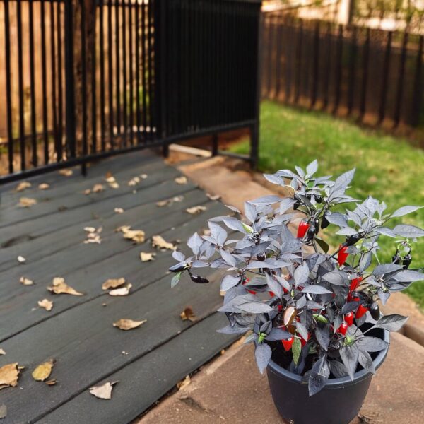 Potted plant with red Count Dacula Peppers on a wooden deck with grass and fence in the background