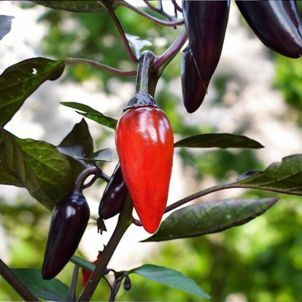 Red Count Dacula Peppers on a plant with green leaves