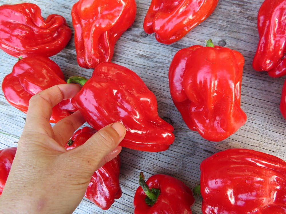 Red Criolle de Cocina peppers on a wooden surface with a hand holding one pepper.