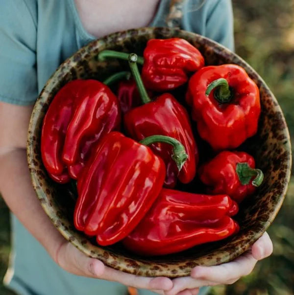 Person holding a bowl of Criolle de Cocina peppers outdoors