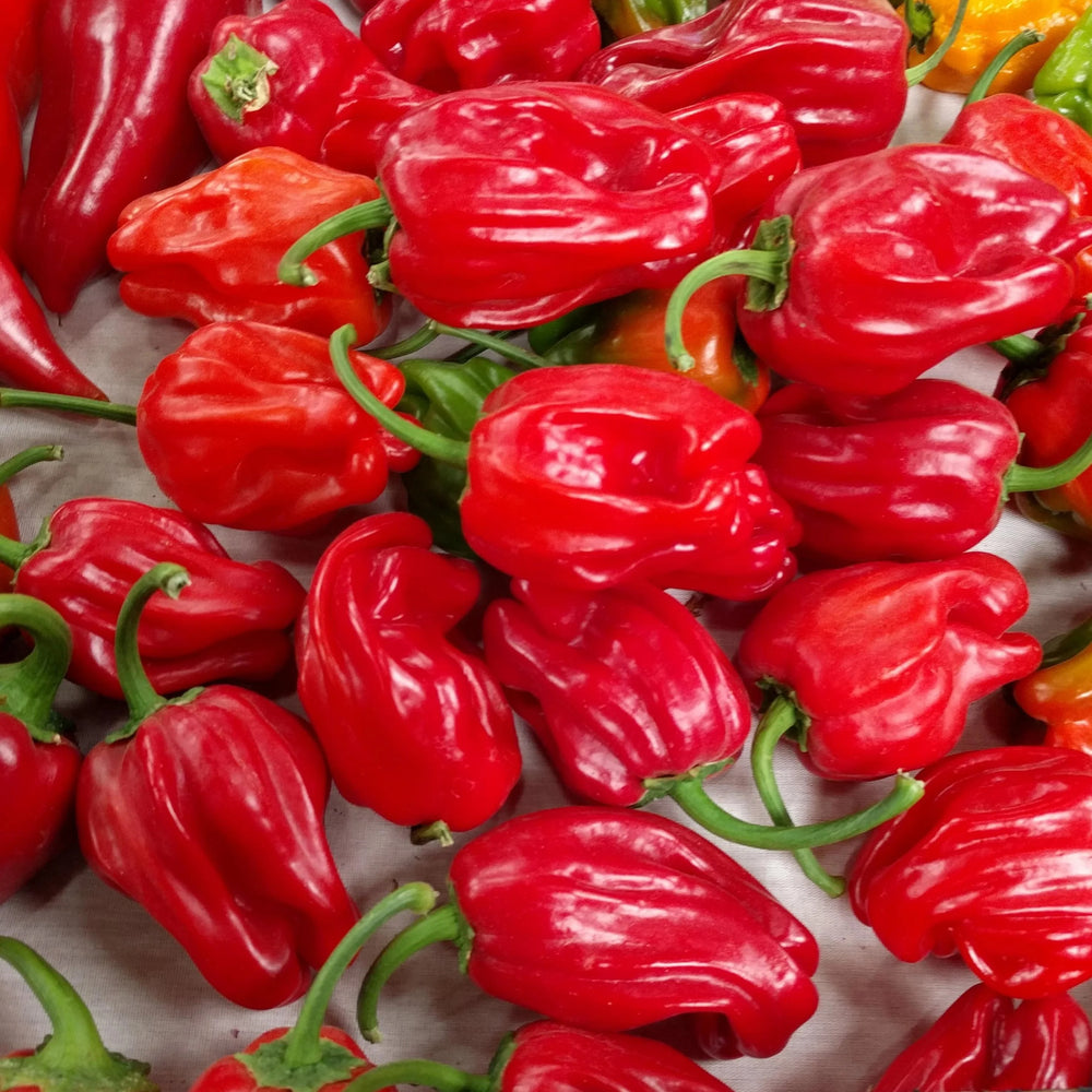 Close-up of red Criolle de Cocina peppers with green stems on a white background