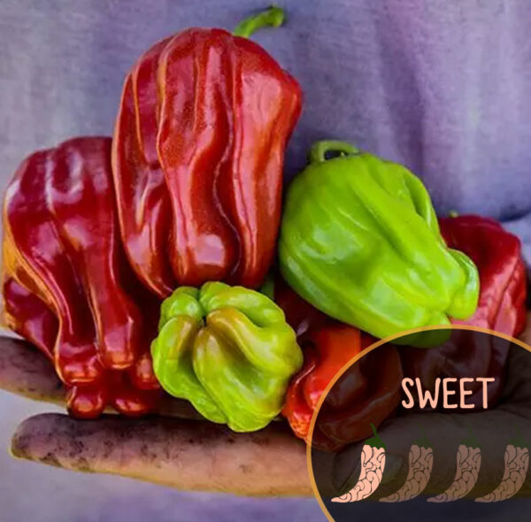 Hand holding red and green Criolle de Cocina peppers with 'SWEET' text on a gray background