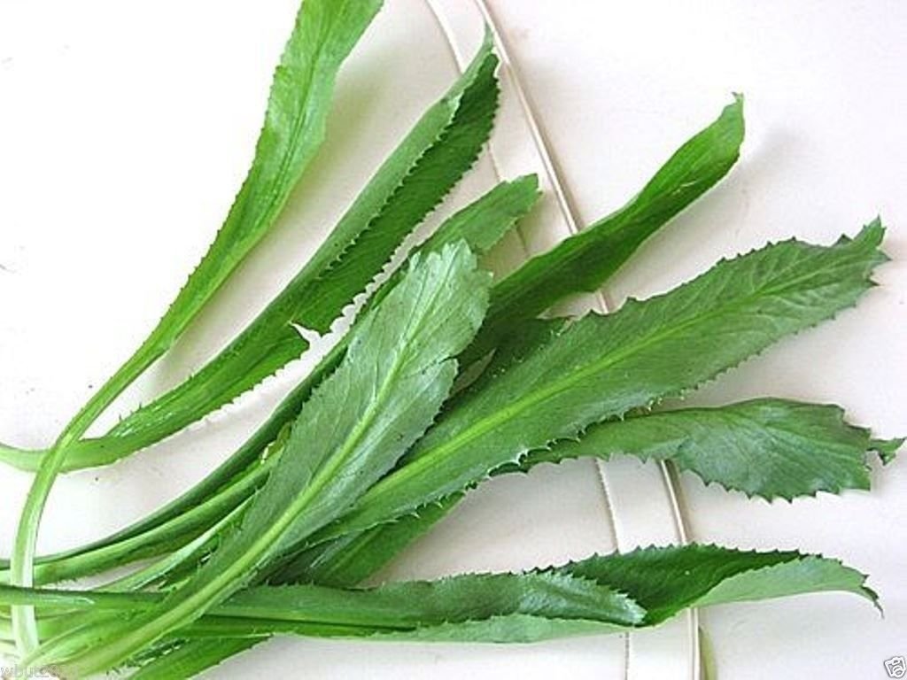 Culantro