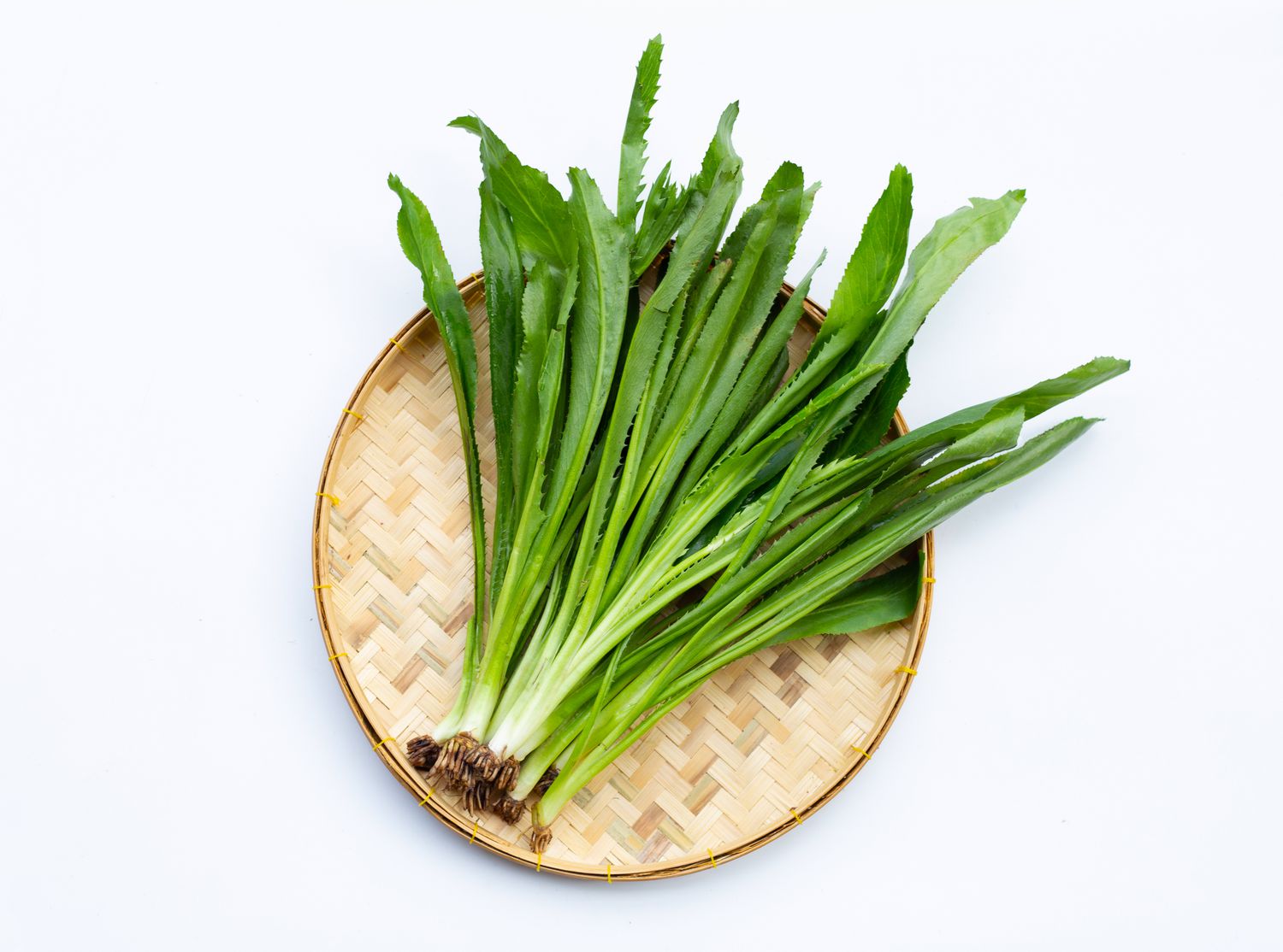 Culantro