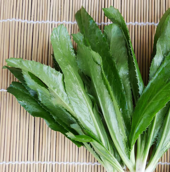 Culantro
