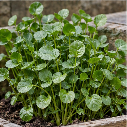 Upland Cress Seeds