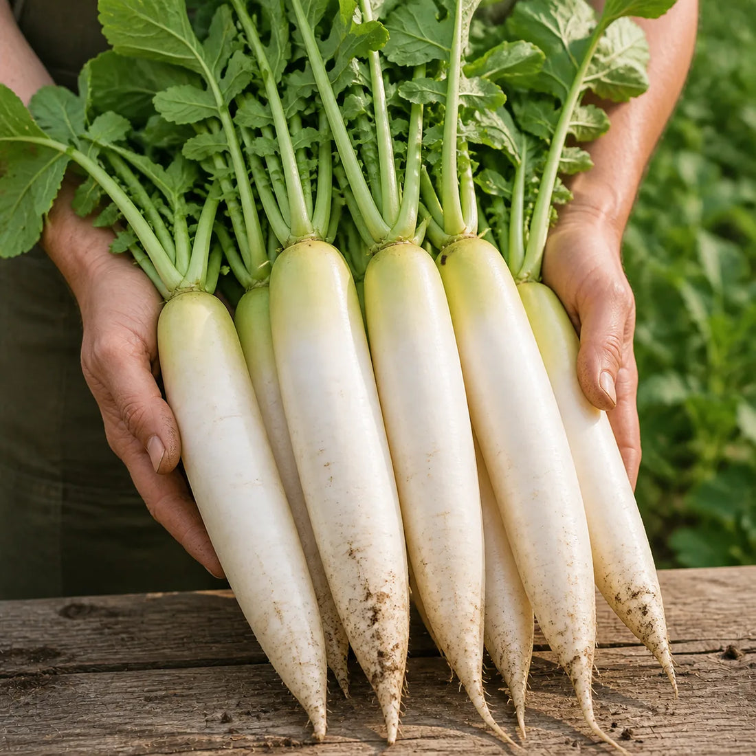 Freshly harvested long white daikon radishes held in gardener hands