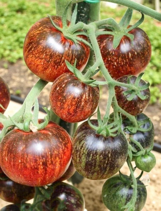 Tomate Galaxie Noire