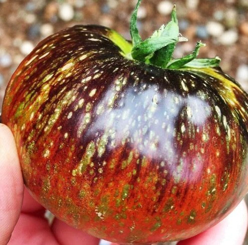 Tomate Galaxie Noire