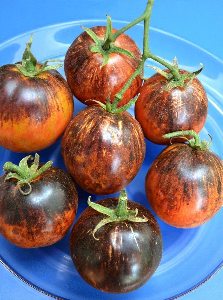 Tomate Galaxie Noire