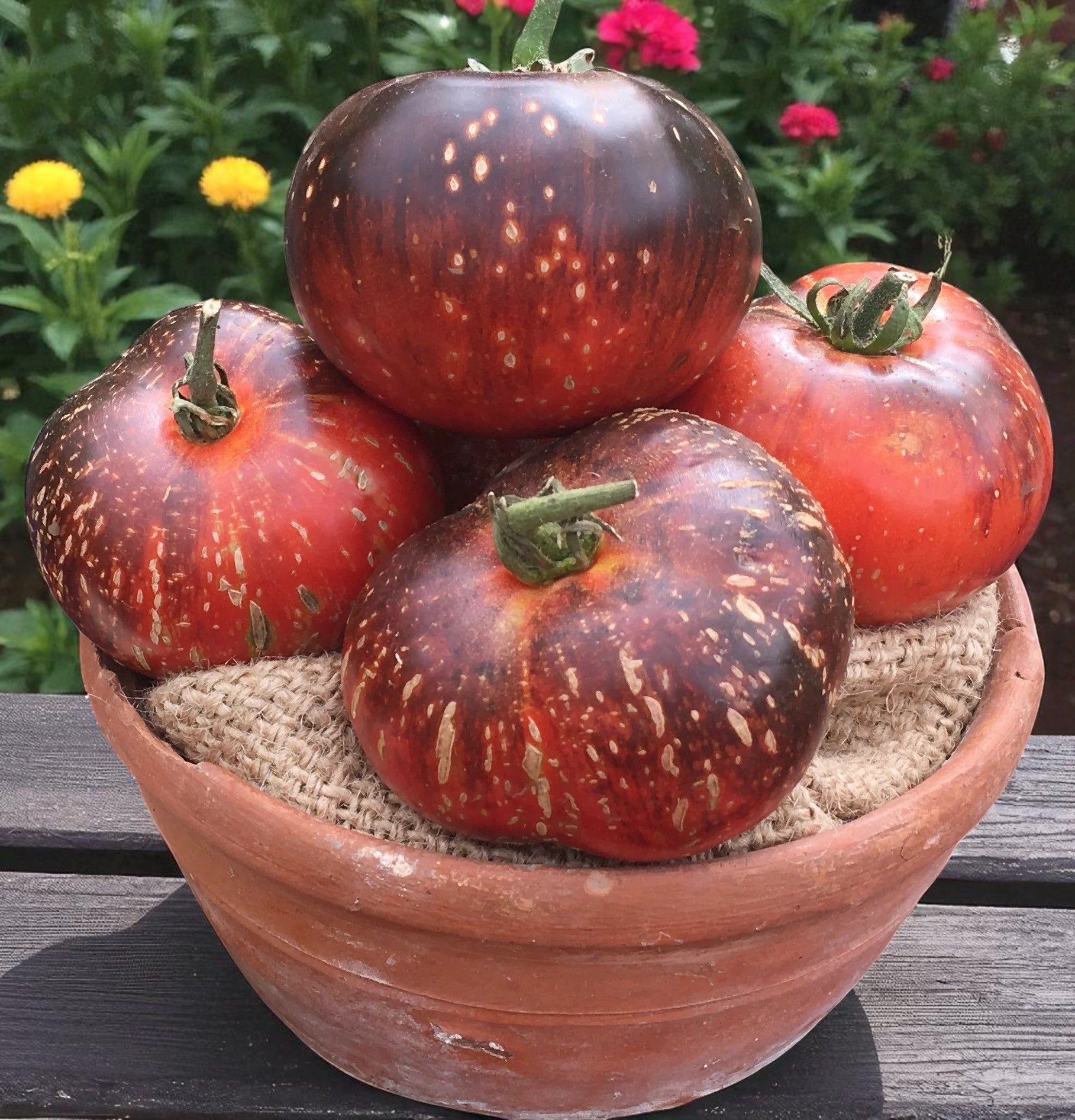 Tomate Galaxie Noire