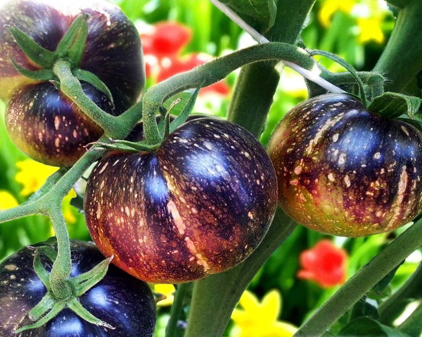 Tomate Galaxie Noire