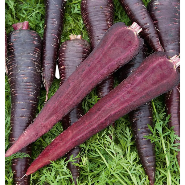 Deep Purple F1 Carrot Seeds (Coated) - deep purple coated f1 carrot seeds 2
