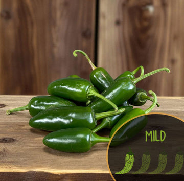 Piment jalapeño précoce