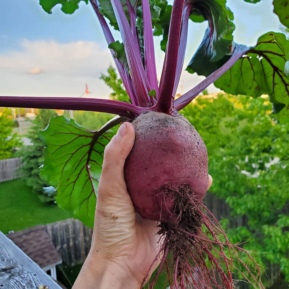 Early Wonder Beet Seeds