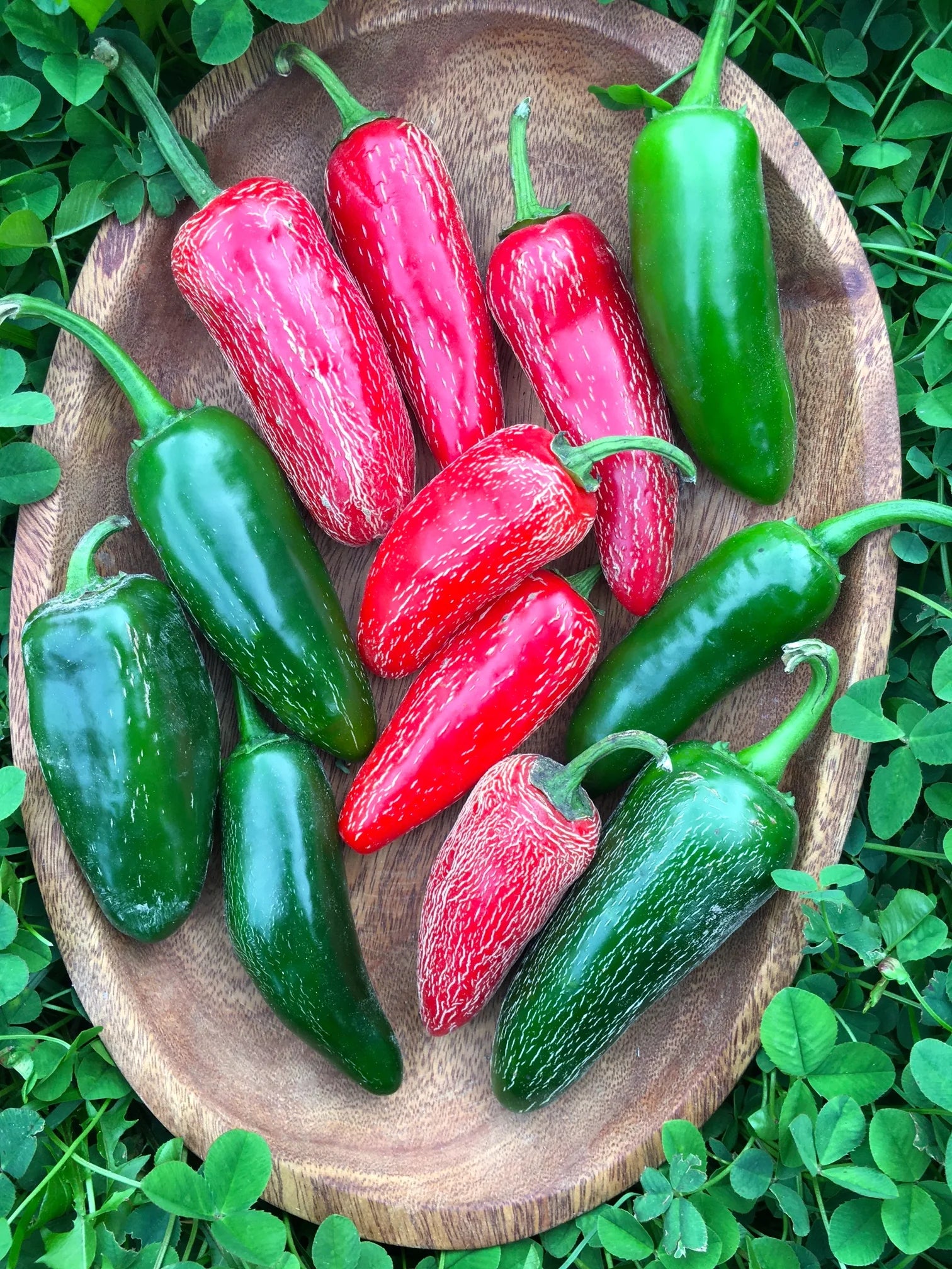 Piment jalapeño précoce