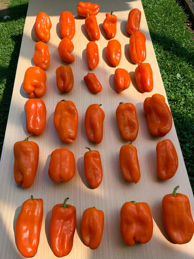 Orange Long Glow Bell Pepper