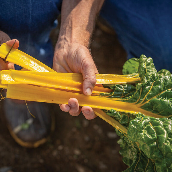 Eldorado Swiss Chard Seeds - Casa Verde Seeds