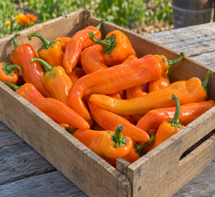 Corno di Toro Orange pepper harvest
