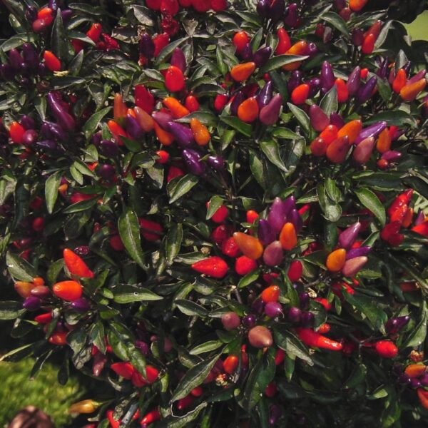 Colorful explosive embers peppers on a bush with green leaves