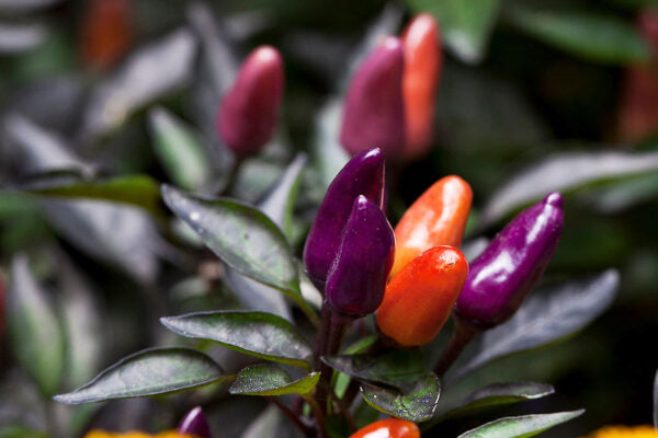 Colorful explosive embers peppers growing on a plant with a blurred background