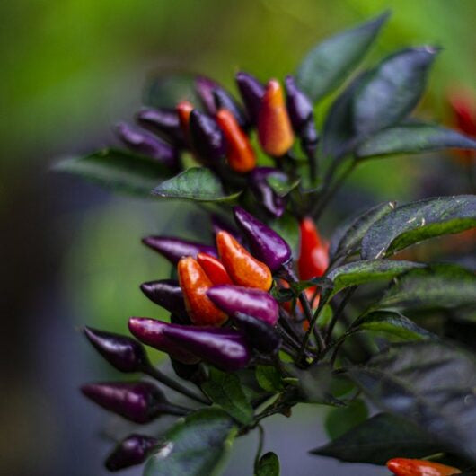 Close-up of purple and orange explosive embers peppers on a plant with a blurred green background