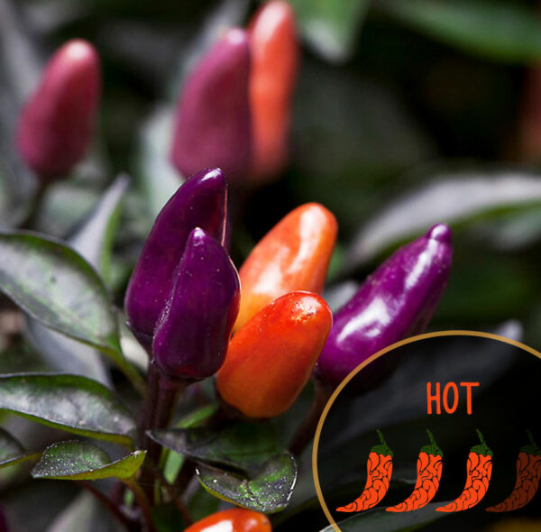 Colorful explosive embers chili peppers with a 'HOT' label on a dark background