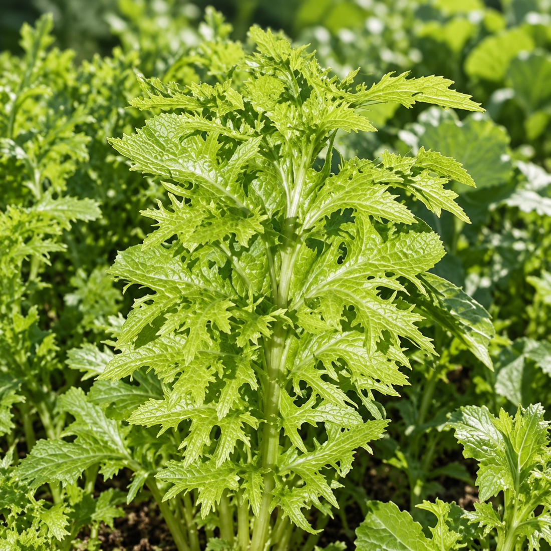 Realistic Wasabina mustard greens growing in the garden