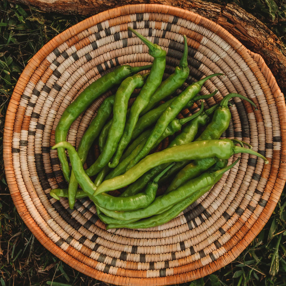 Green fushimi peppers in a woven basket on a natural background