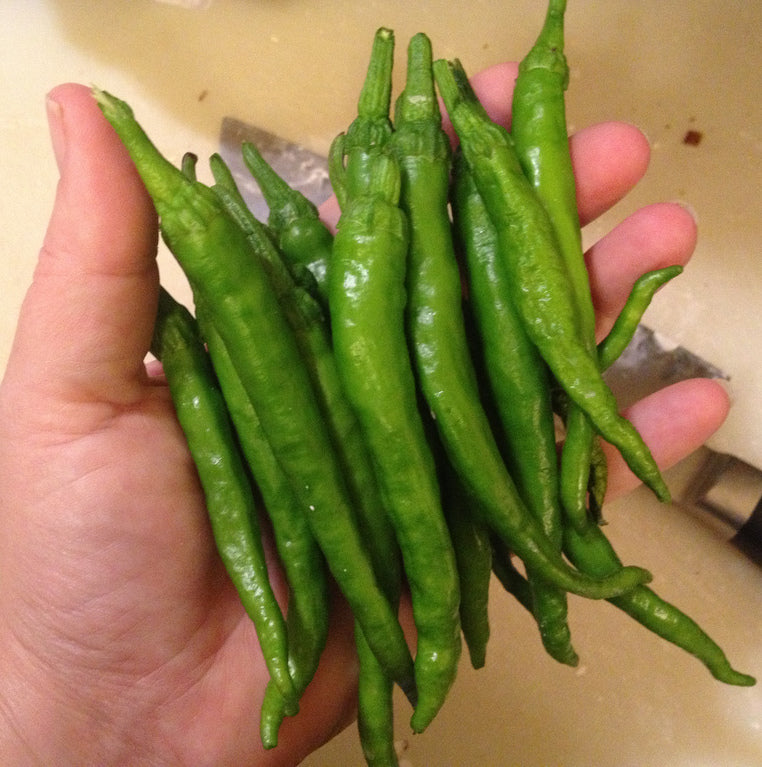 Hand holding a bunch of green fushimi chili peppers with a blurred background